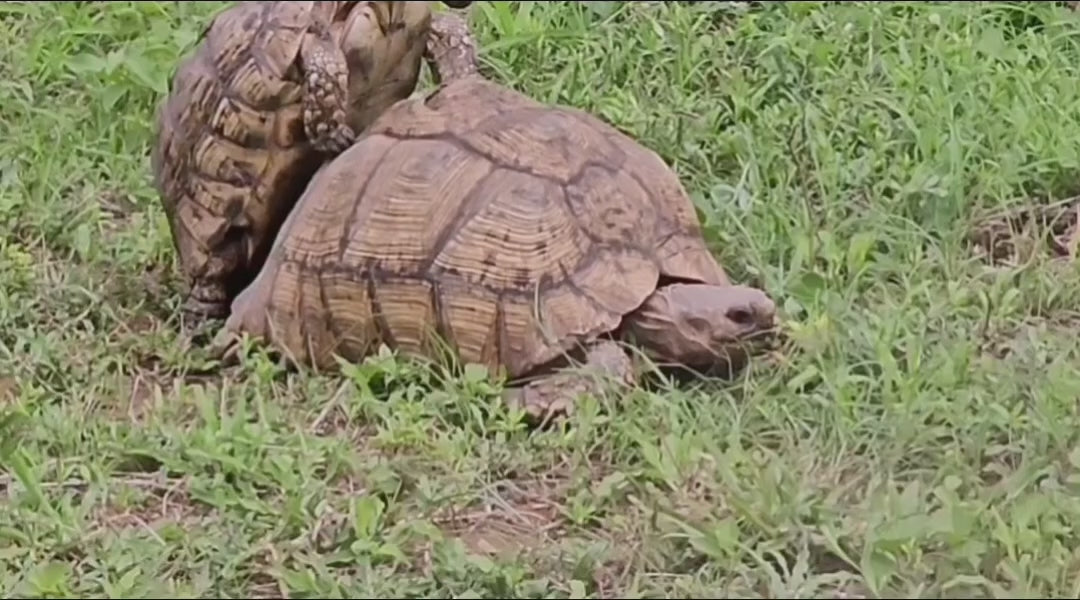 Load video: 